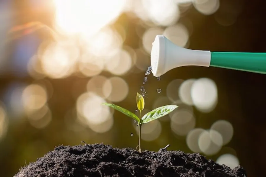 Nawożenie roślin – Kluczowe zasady i techniki, które poprawią zdrowie Twoich roślin