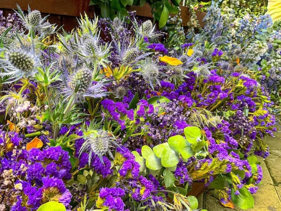 Rośliny wieloletnie – przewodnik po bylinach do ogrodu