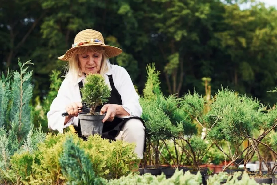 Rośliny do ogrodu – jak wybrać idealne gatunki dla twojej przestrzeni