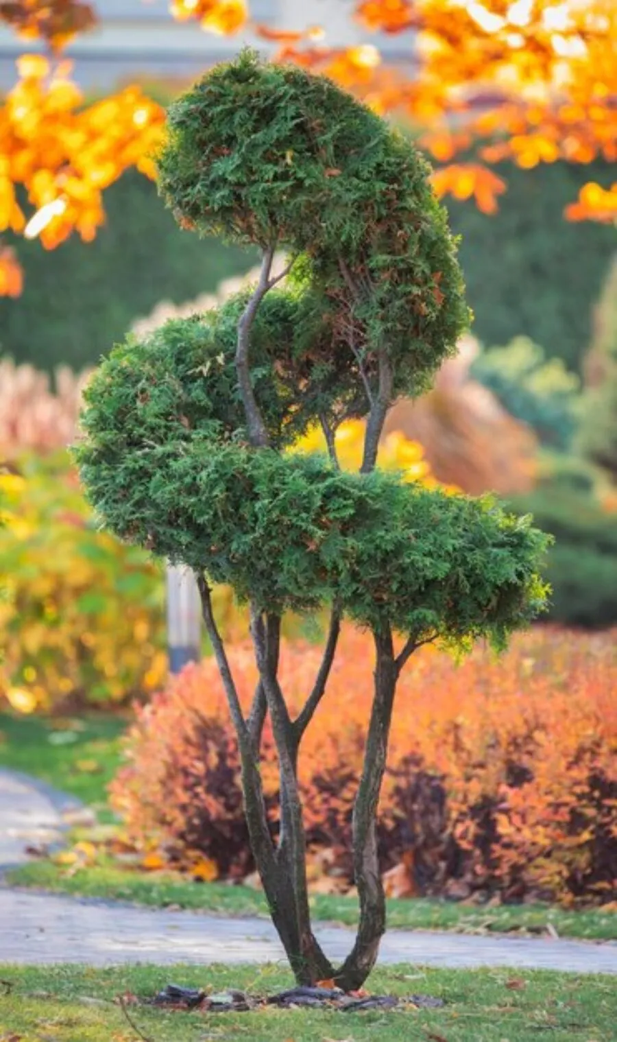 Drzewa do ogrodu – jak wybrać idealne gatunki dla Twojej przestrzeni?